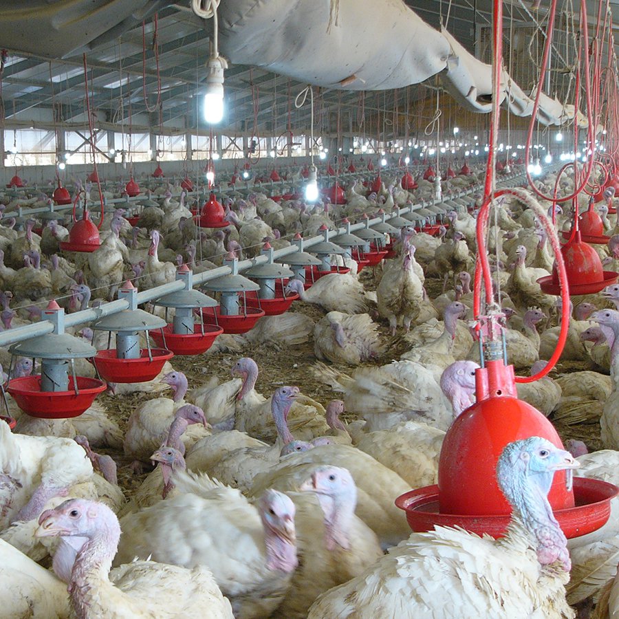 HYM01-0001 Turkey Feeder - image 5